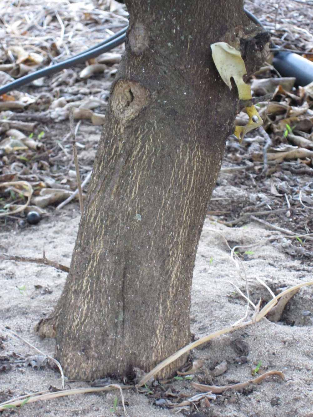              Bark (Winter Haven, FL)       